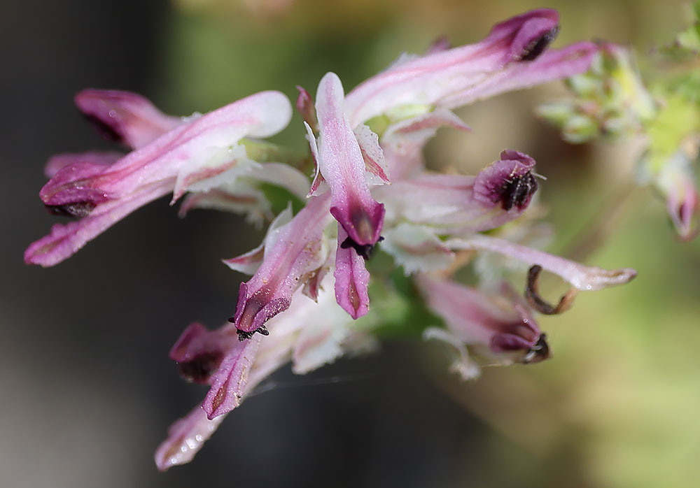 Cornish ramping fumitory